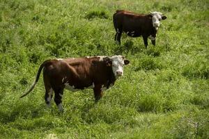 Two brown spotted cows isolated in a green grass field photo