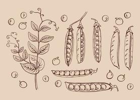 Peas pods sketch. Set. Hand drawn illustration converted to vector. Organic food illustration isolated. vector