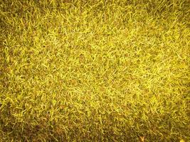 Top view of green grass texture background. Element of design. photo