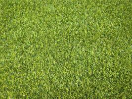 Green grass close up view in the jungle with copy space for design photo