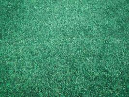 Green grass close up view in the jungle with copy space for design photo