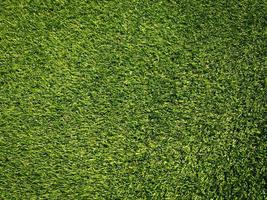 Green grass close up view in the jungle with copy space for design photo