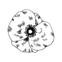 Hand-drawn beautiful poppy flower isolated on white background, top view. Vector ink drawing.