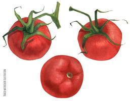 Traced watercolor illustration of red tomatoes vector