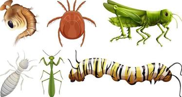 conjunto de diferentes tipos de insectos vector