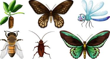 Set of different kinds of insects vector