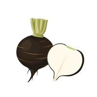 Vector illustration, black radish isolated on white background.