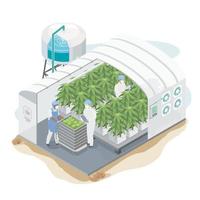 cannabis ruderalis plants organic weed herb plant factory system farming science lab for medicine isometric vector
