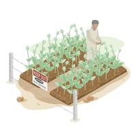 opium poppy farming for making Morphine and isometric cartoon vector