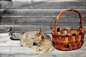 un gato grueso se encuentra junto a una cesta de mimbre vacía sobre una superficie de madera foto