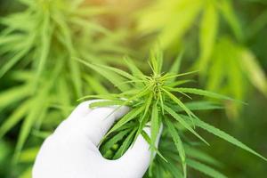 scientist hand checking cannabis flower for experimental in health care living life of THC in cannabis photo