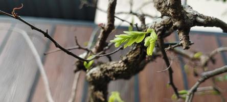 Gleditsia is a genus of trees in the family Fabaceae photo