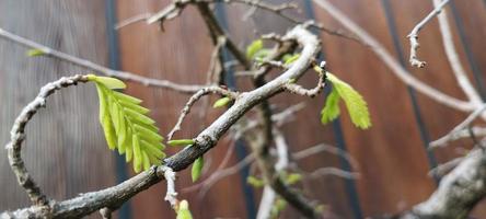 gleditsia es un género de árboles de la familia fabaceae foto