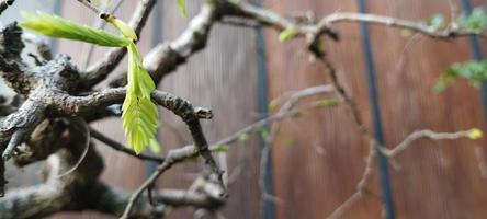 gleditsia es un género de árboles de la familia fabaceae foto