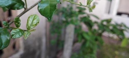 Serut is a medium-sized tree with a height of about 4-15 meters photo