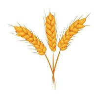 Wheat ears with grains on white backgroung. Vector isolated illustration, flat style. Elements for bakery or flour production design.