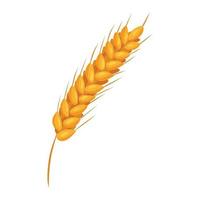 Wheat ears with grains on white backgroung. Vector isolated illustration, flat style. Elements for bakery or flour production design.