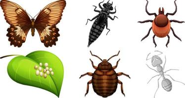 conjunto de diferentes tipos de insectos vector