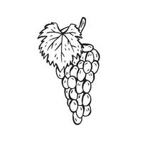 Vector hand-drawn illustration of a product for Italian cuisine. Grapes