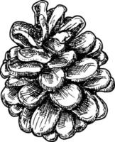 Hand drawn pine cone. Vintage vector illustration