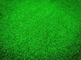 Green grass close up view in the jungle with copy space for design photo