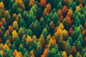 Seamless pattern of colorful autumn forest, top view, 3d ilustration photo