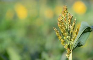 Millet grows against a green background with space for text. A plant with seeds is in the foreground at the edge of the picture. photo