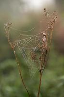 In the autumn landscape, a spider's web is stretched between dry branches, with dewdrops hanging from it. The sun shines dimly in the background photo