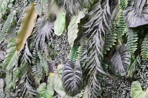 fondo de hojas verdes tropicales, helecho, palma y hoja de monstera deliciosa en la pared foto