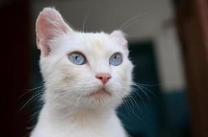 Pure white cat with turquoise blue eyes and pink defective ears photo