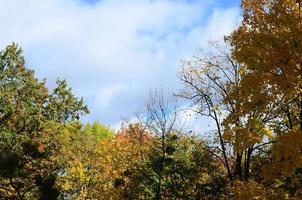 Fragment of trees whose leaves change color in the autumn season photo