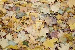 un gran número de hojas de otoño caídas y amarillentas en el suelo. textura de fondo de otoño foto