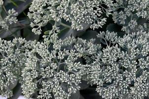 muchas flores blancas de hylotelephium telephium florecientes con hojas y tallos verdes foto