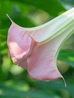 primer plano de una flor de trompeta de ángel que florece en un árbol en el jardín. foto