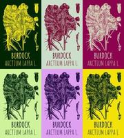 Set of vector drawings of BURDOCK in different colors. Hand drawn illustration. Latin name ARCTIUM LAPPA L.