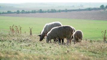 Herd sheep standing and graze beautiful field. Agriculture and cattle breeding. Slow motion video