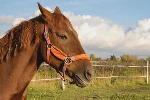 Close-up of the head of a bay horse standing in a pasture photo