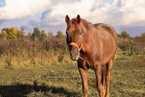 un caballo de la bahía se encuentra en un pasto en una tarde de otoño. foto