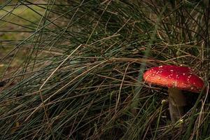 Close-up of beautiful red fly mushroom in the grass photo