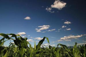 día soleado en el campo de maíz y cielo dramático... foto