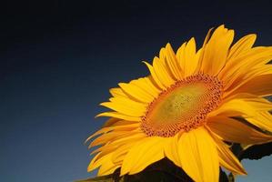 Sunflower field view photo