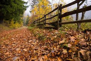 autumnal forest on a foggy morning photo