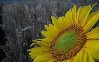 Primer plano de girasol con trigo en segundo plano. foto