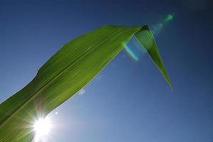 green leaf with blue sky in background photo