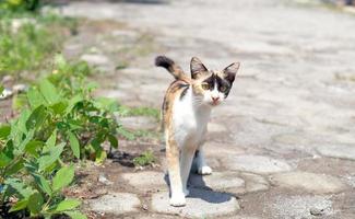 gato en la calle - detalle de cerca de cat street foto