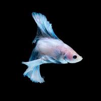 Capture the moving moment of blue siamese fighting fish isolated on black background. Betta fish. Fish of Thailand photo