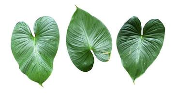 hoja de planta tropical aislada sobre fondo blanco para elementos de diseño foto