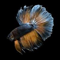 Capture the moving moment of yellow blue siamese fighting fish isolated on black background. Betta fish photo