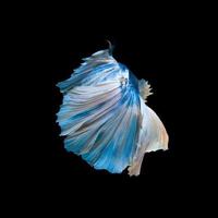 Capture the moving moment of blue siamese fighting fish isolated on black background. photo