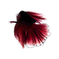 Capture the moving moment of red siamese fighting fish isolated on white background. photo